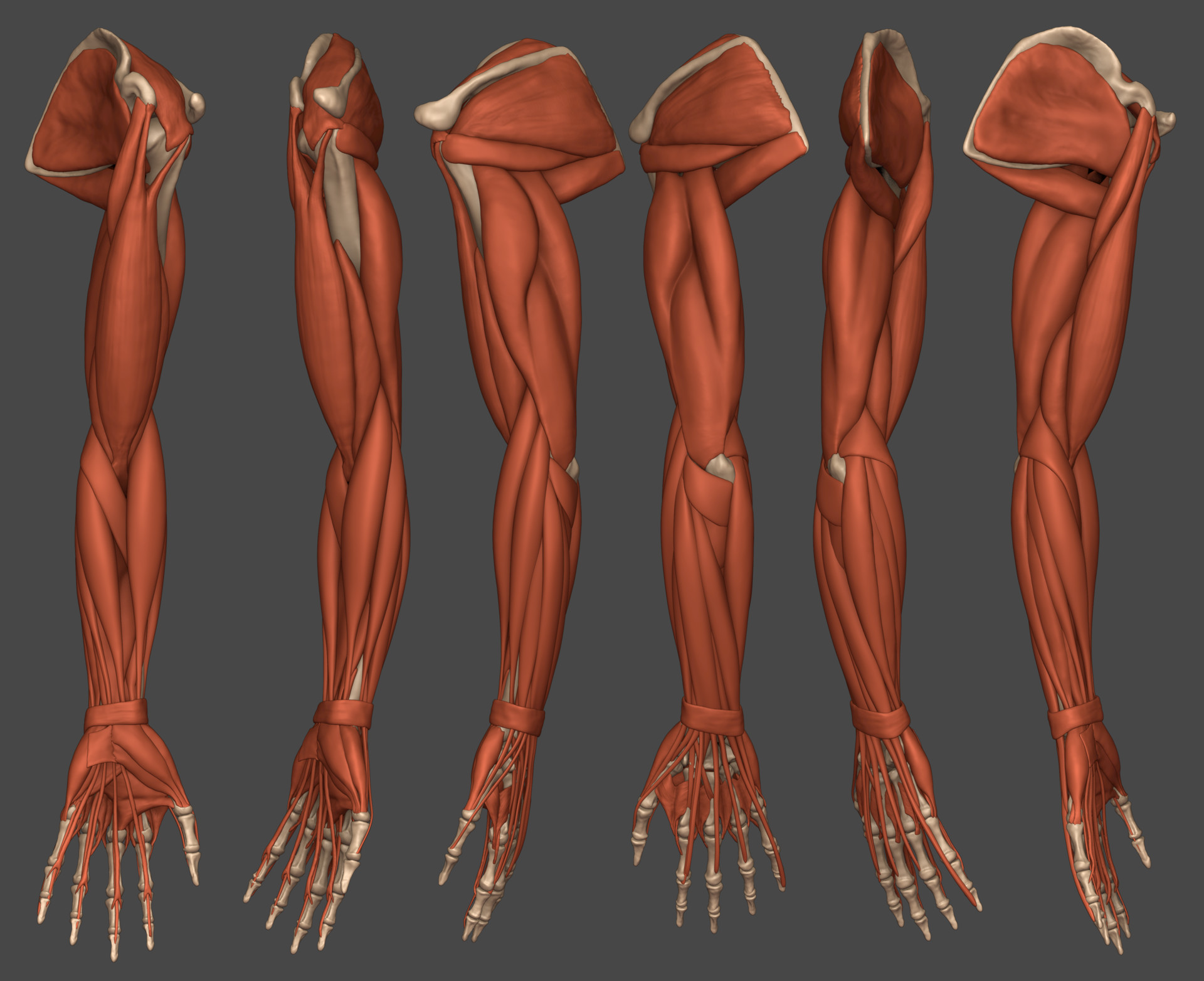 Unique reference. Анатомия предплечье референс. Мышцы человека анатомия референс руки. Мышцы предплечья анатомия референс. Мышцы кисти референс.