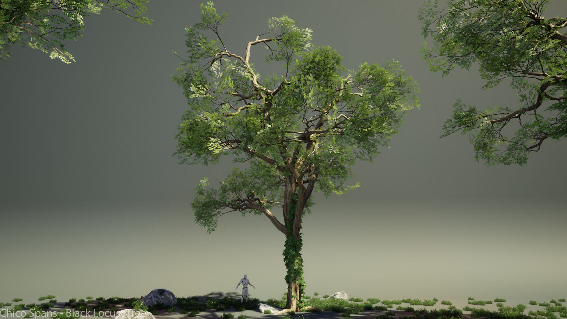 Artstation Black Locust Robinia Pseudoacacia Chico Spans Artstation Black Locust Robinia Pseudoacacia Chico Spans