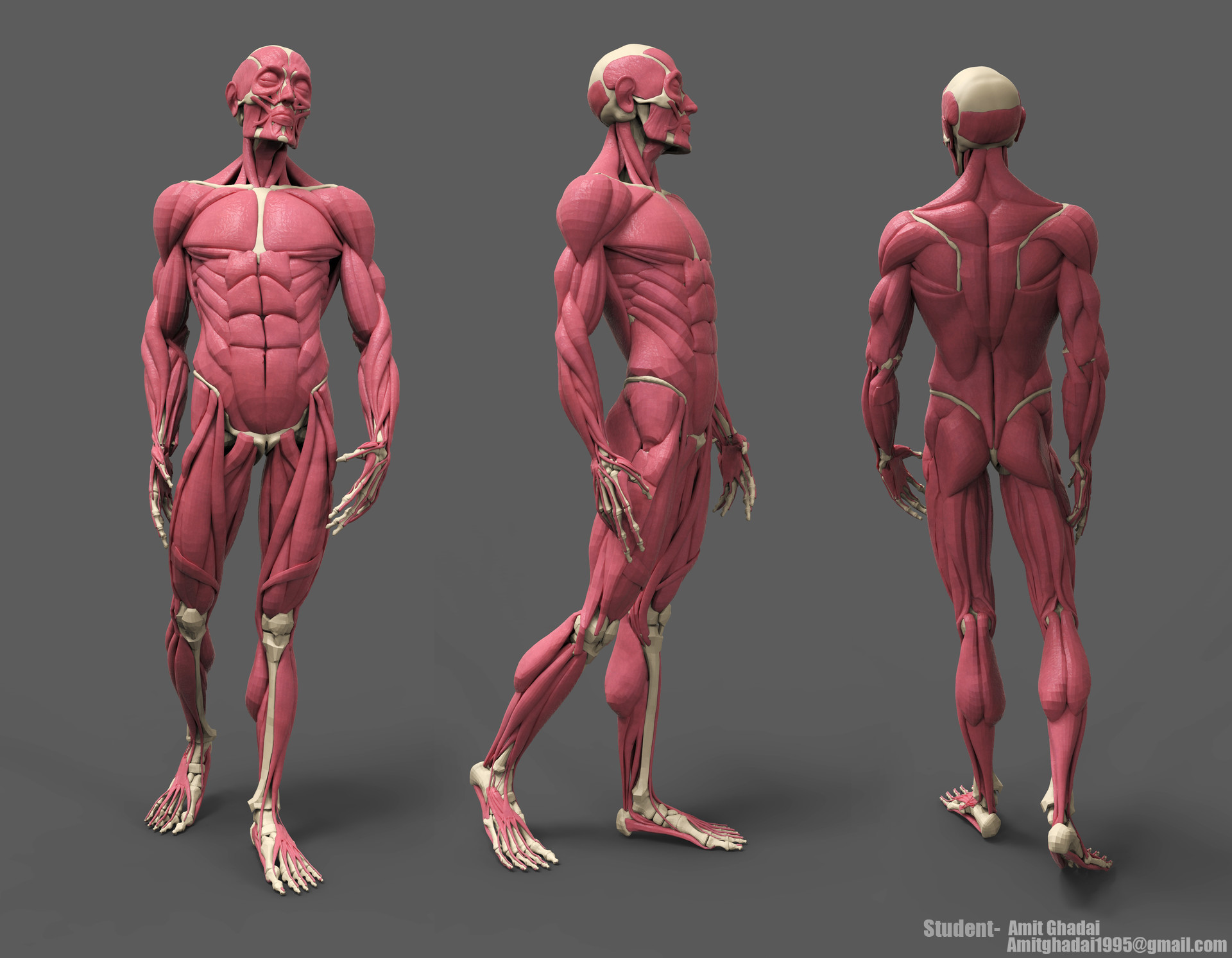 ArtStation - Human Anatomy