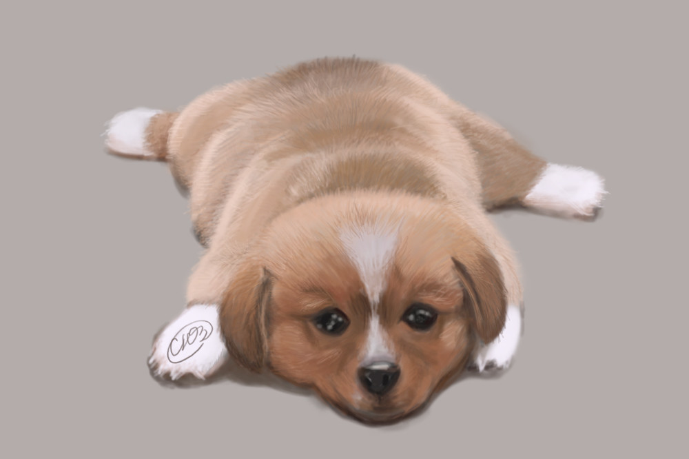 Yliia Oliiarnyk Sad Puppy Yliia Oliiarnyk Sad Puppy