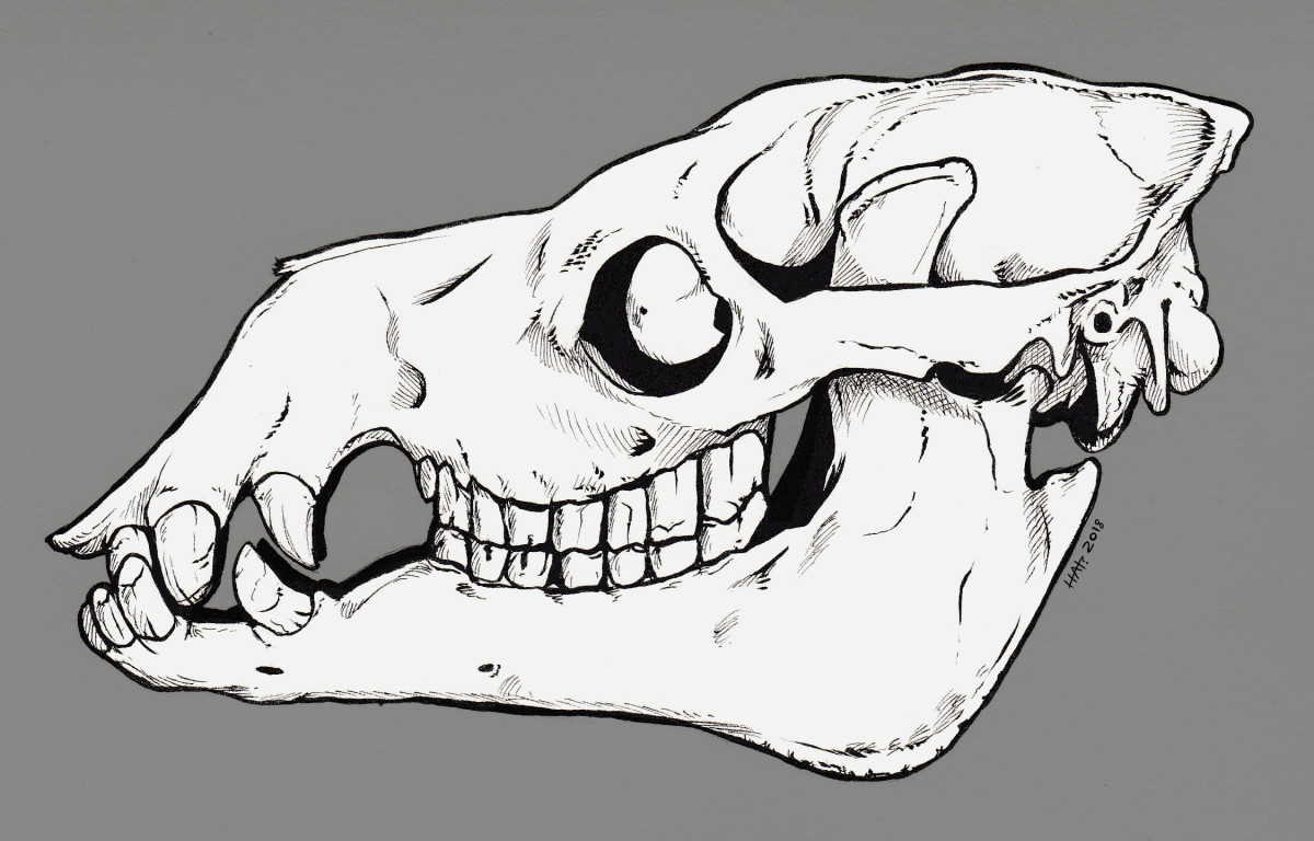 ArtStation - Camel skull