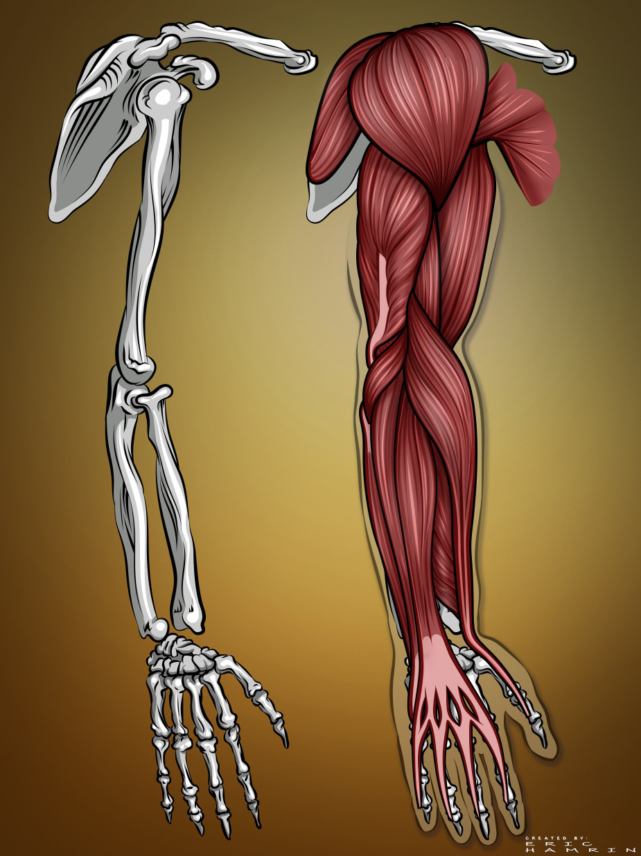 arm muscle anatomy drawing