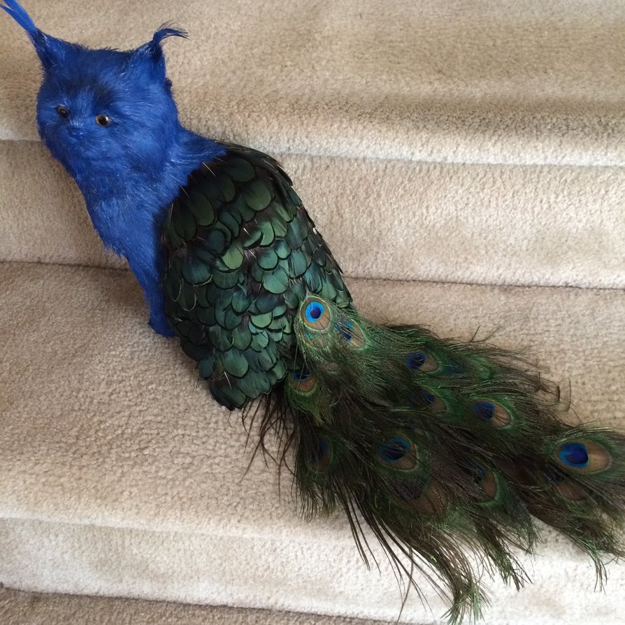 Peacat best sale