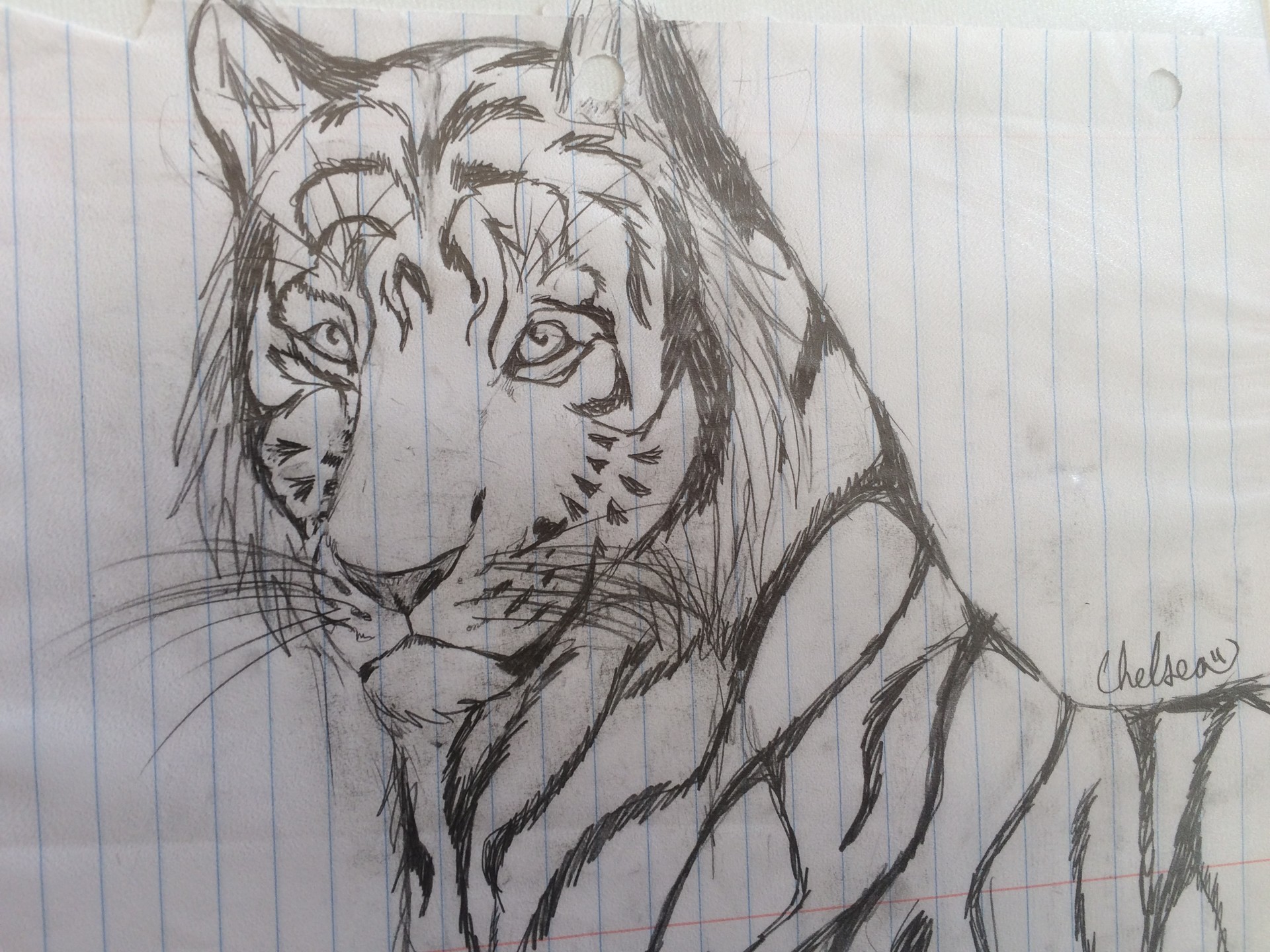 Рисунки тигра карандашом для срисовки очень легкие
