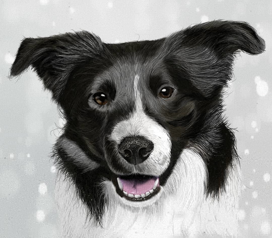 Artstation Border Collie Dog Digital Painting Himanshu Pandey
