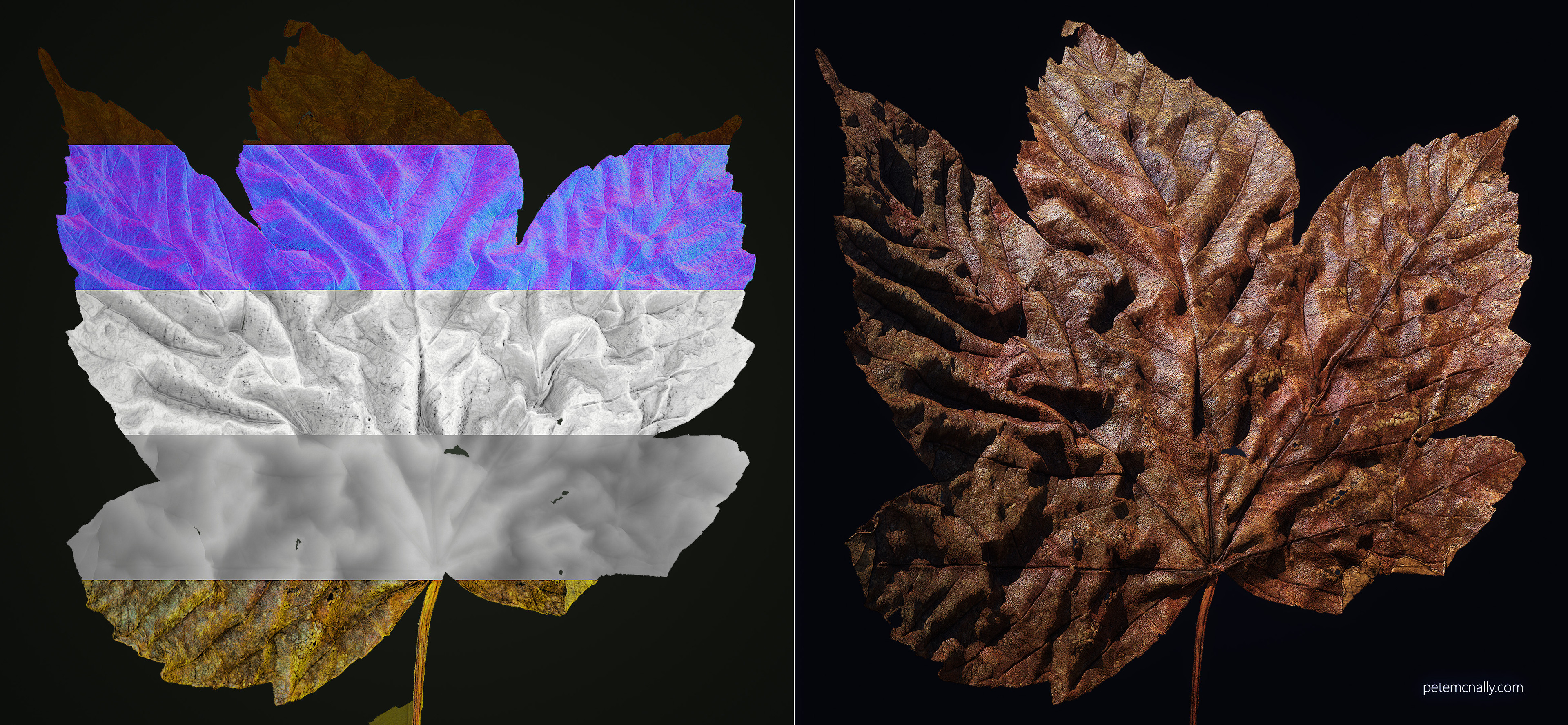 Sycamore leaf texture breakdown