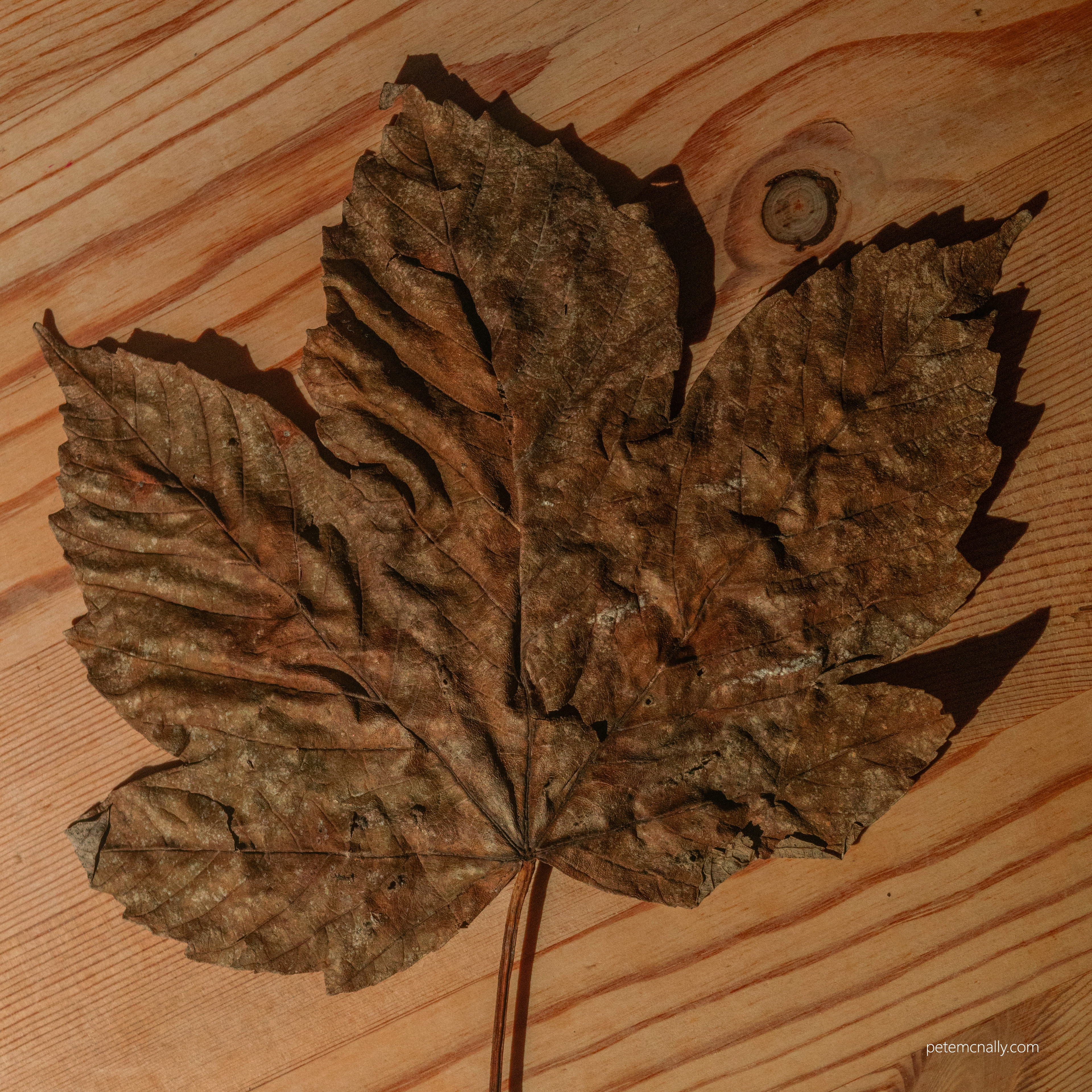 Sycamore leaf reference photo