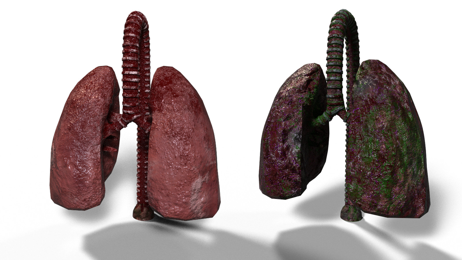 Lungs Render