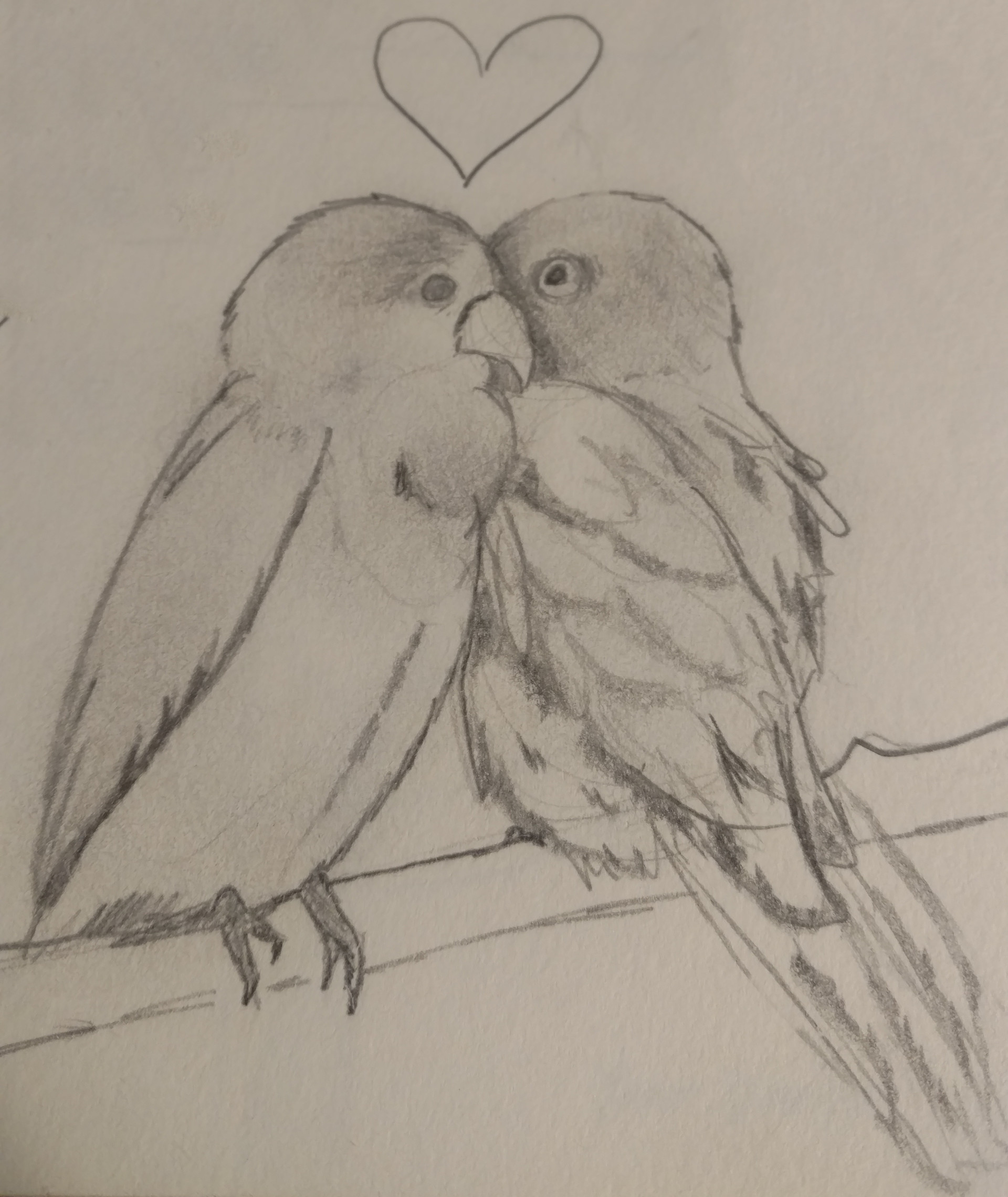 Simple Pencil drawing of love birds / How to draw love birds - YouTube