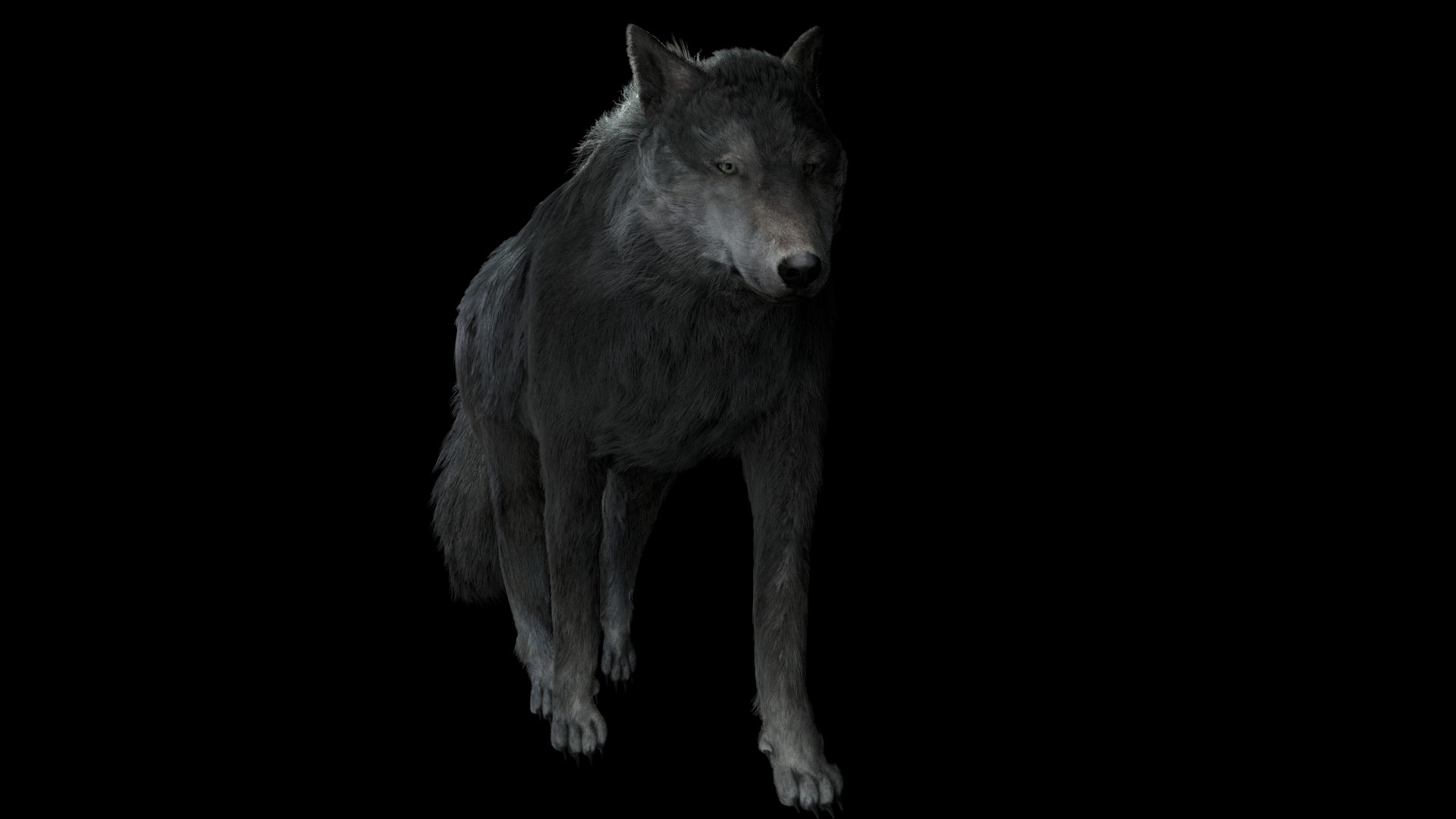 ArtStation - wolf