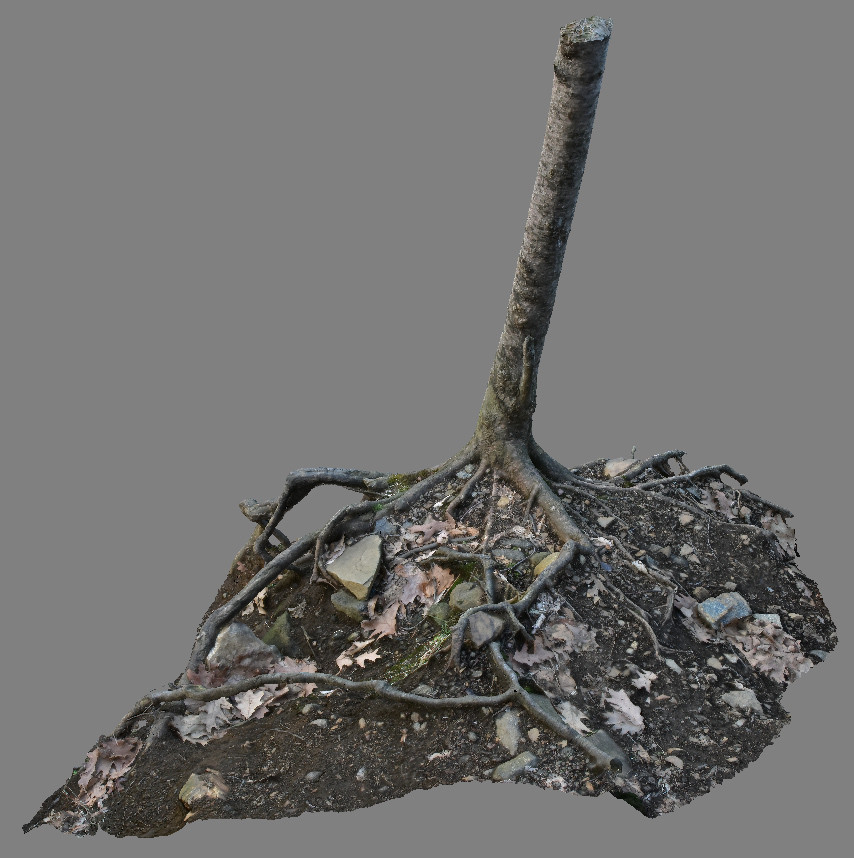 ArtStation - Tree scan practice