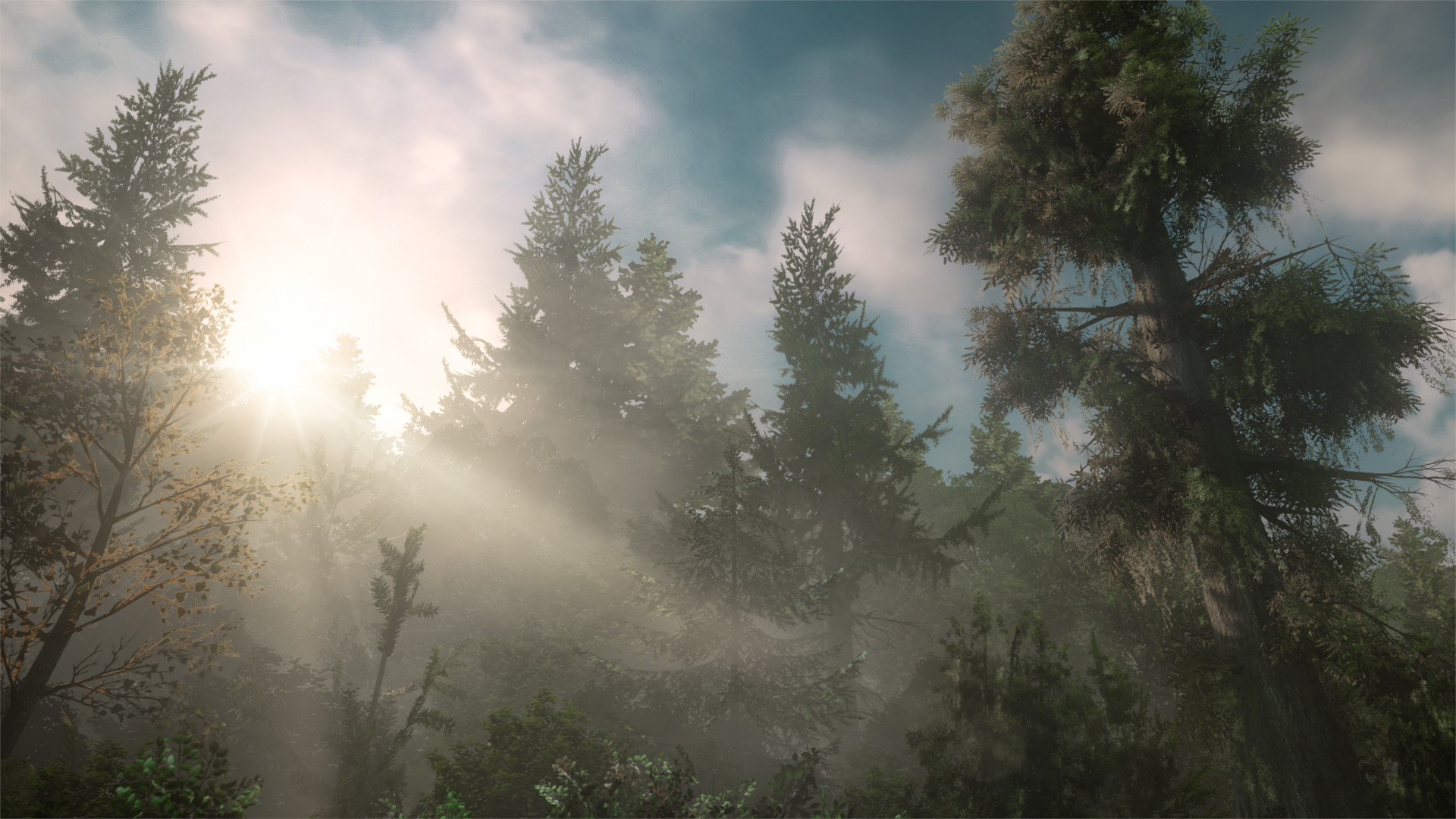 Tom Peaceful Forest River Tom Peaceful Forest River