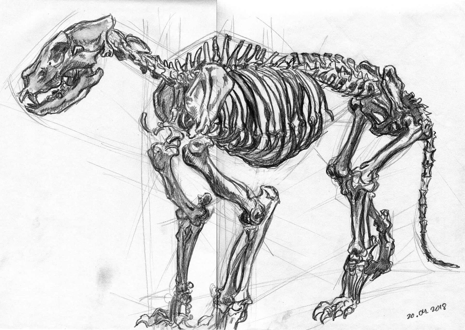 Cowsloveclover - Lion skull and skeleton studies