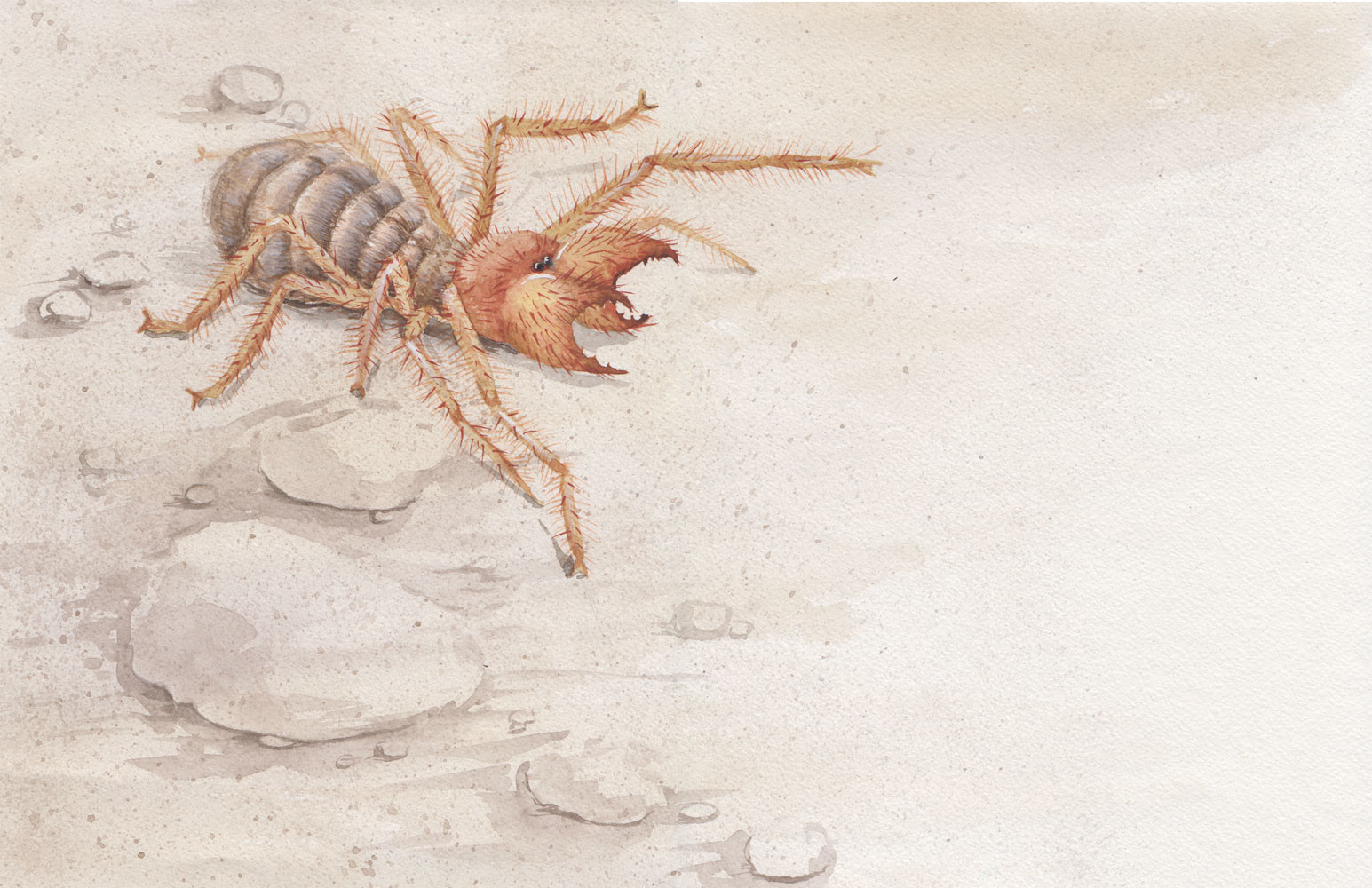 Irina Romanovsky Watercolor Illustrations For A Spider Book