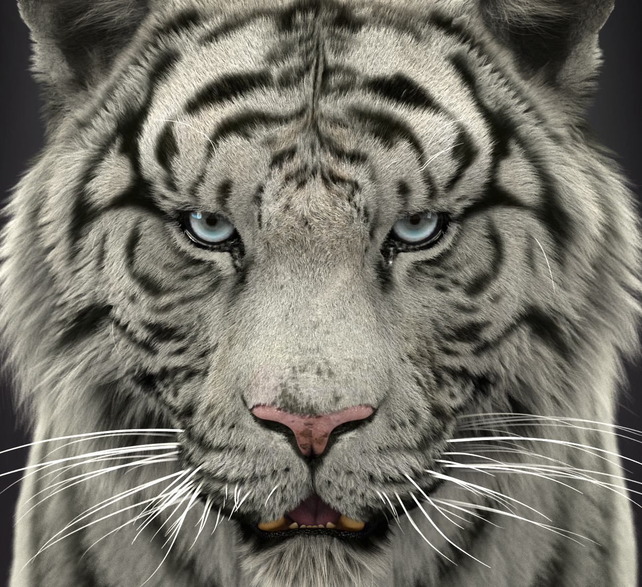 White tiger