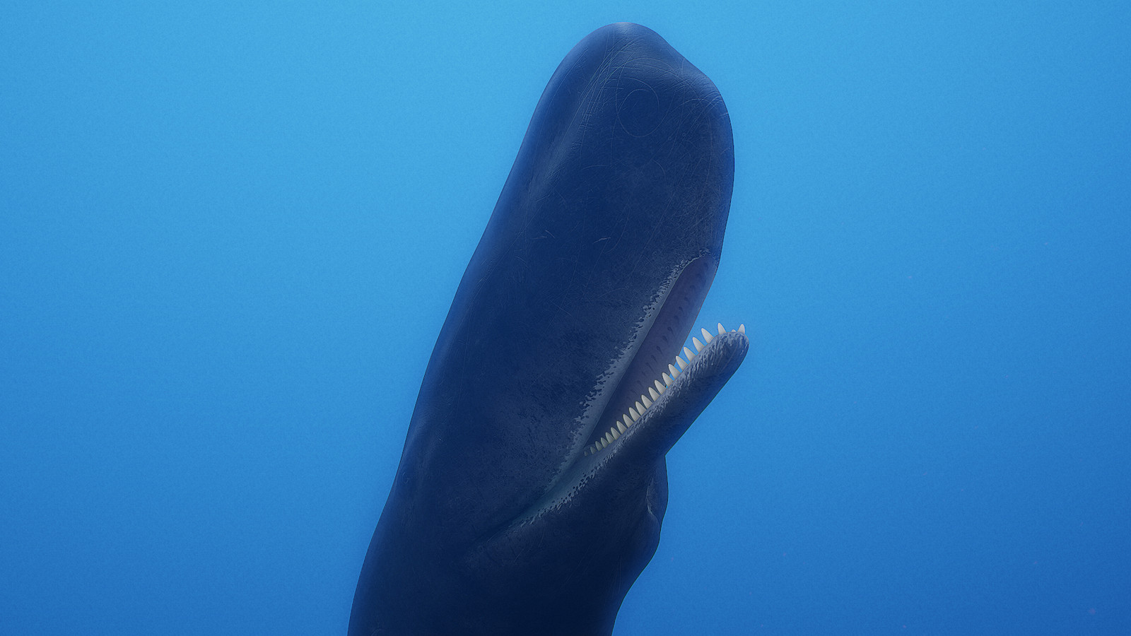 Cachalot / Sperm Whale (Physeter macrocephalus) .