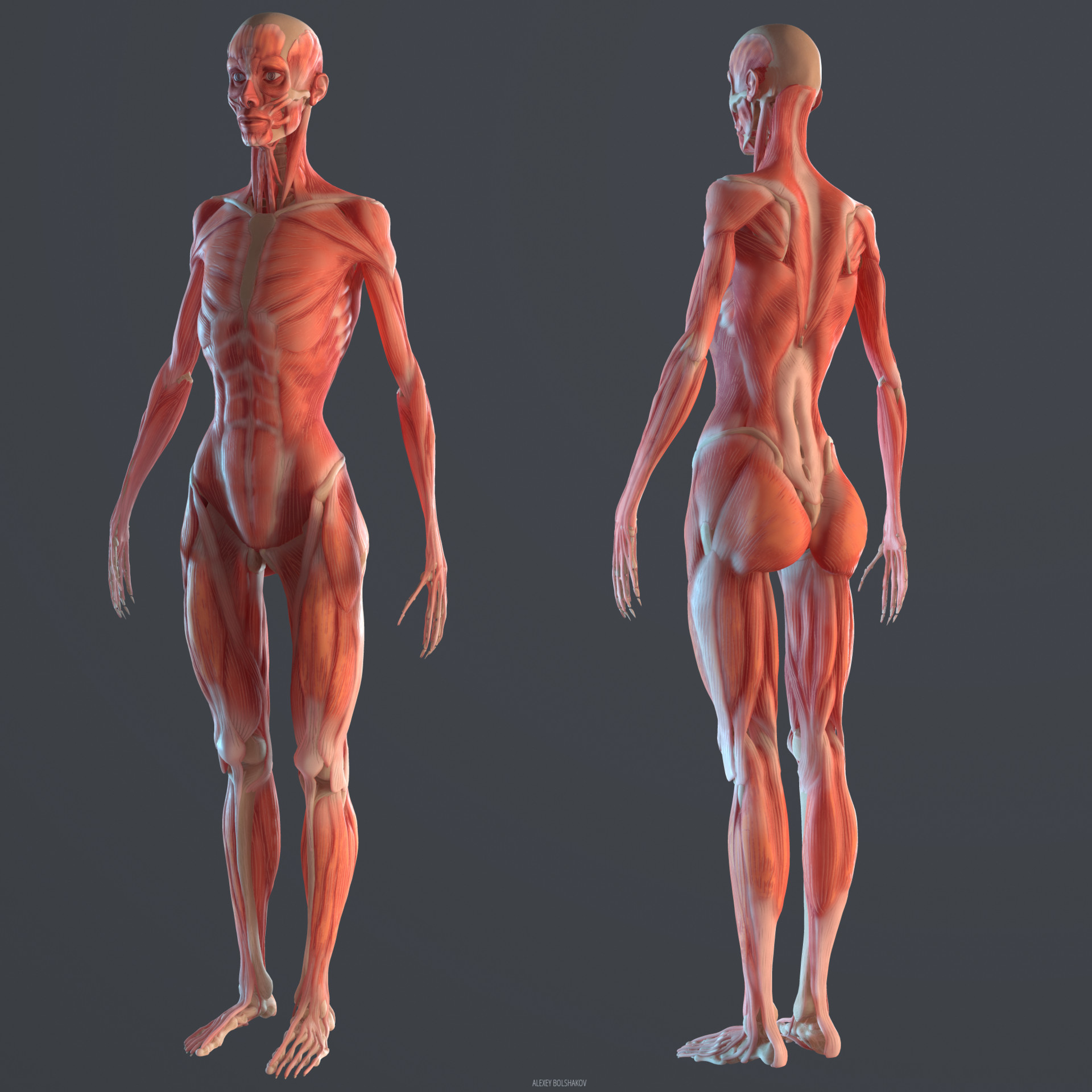 Artstation Anatomy Study Thin Female Alexey Bolshakov We can play with proportions to achieve different results. artstation anatomy study thin female