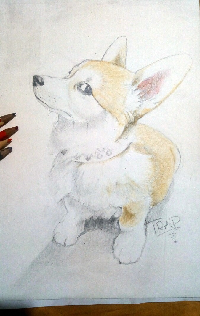 cute puppy drawing in pencil