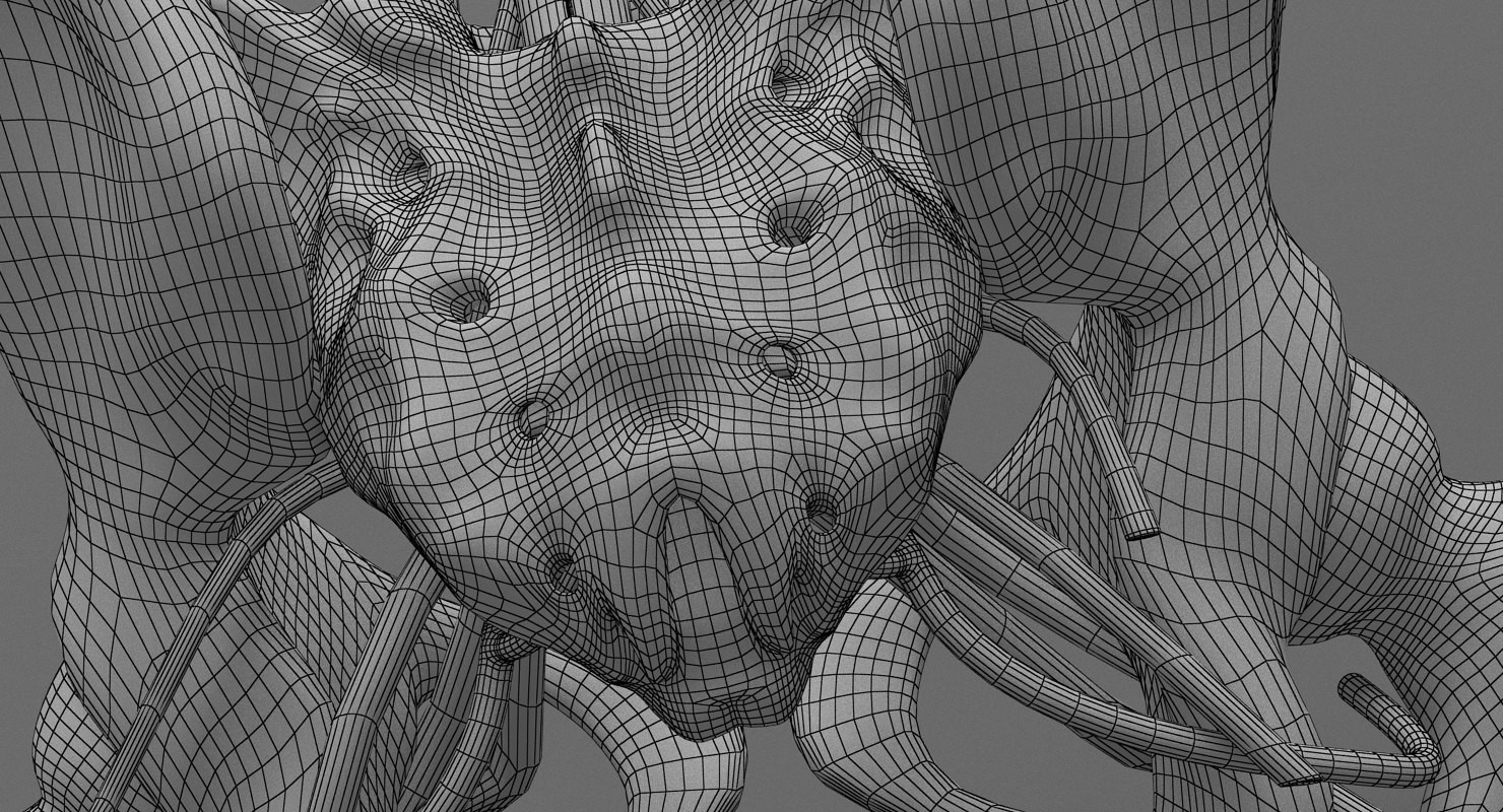 3D Model - Sacrum Bone WireFrame