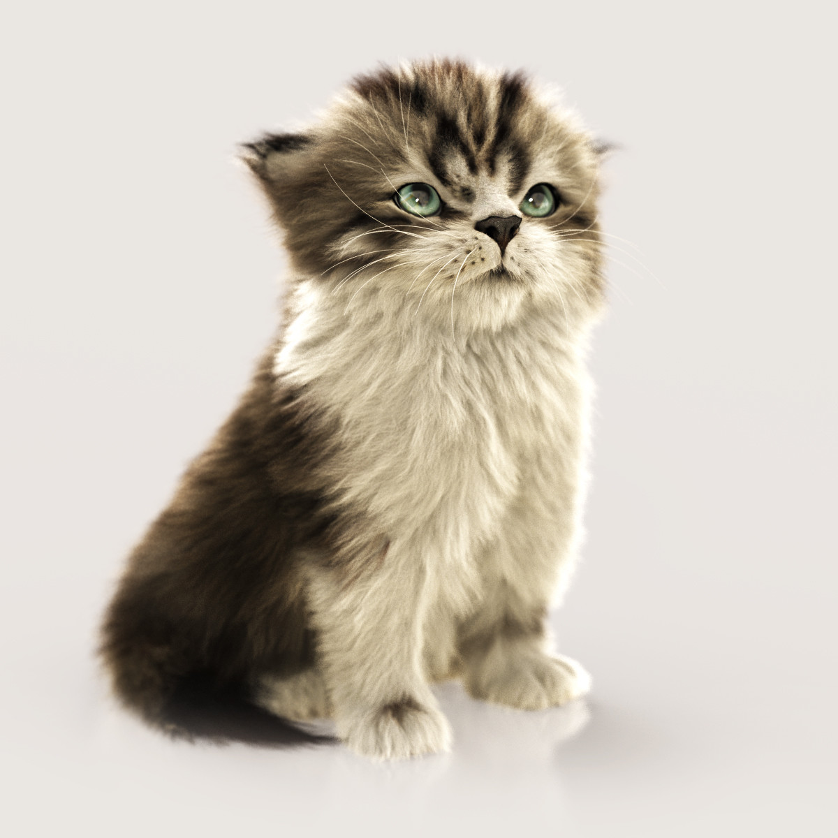 Kitten