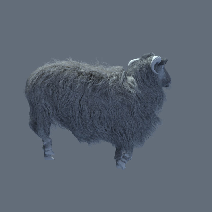 clay render of sheep. I modeled my sheep after the ones found on the Faroe Islands-very cool looking!