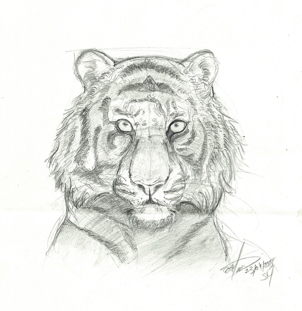 ArtStation - Tiger_Study_02