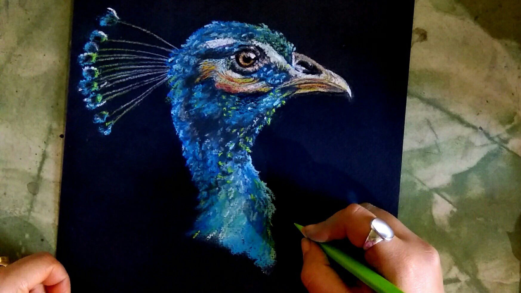 ArtStation - peacock drawing