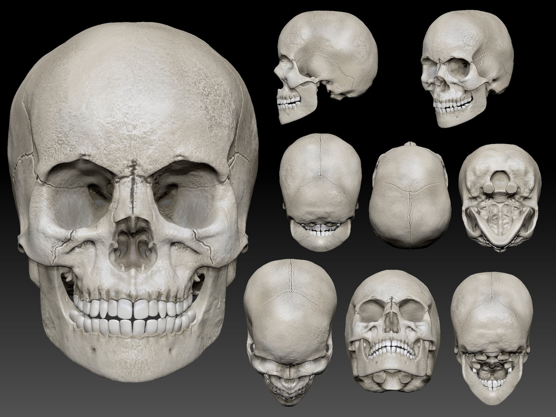 Женский череп анатомия