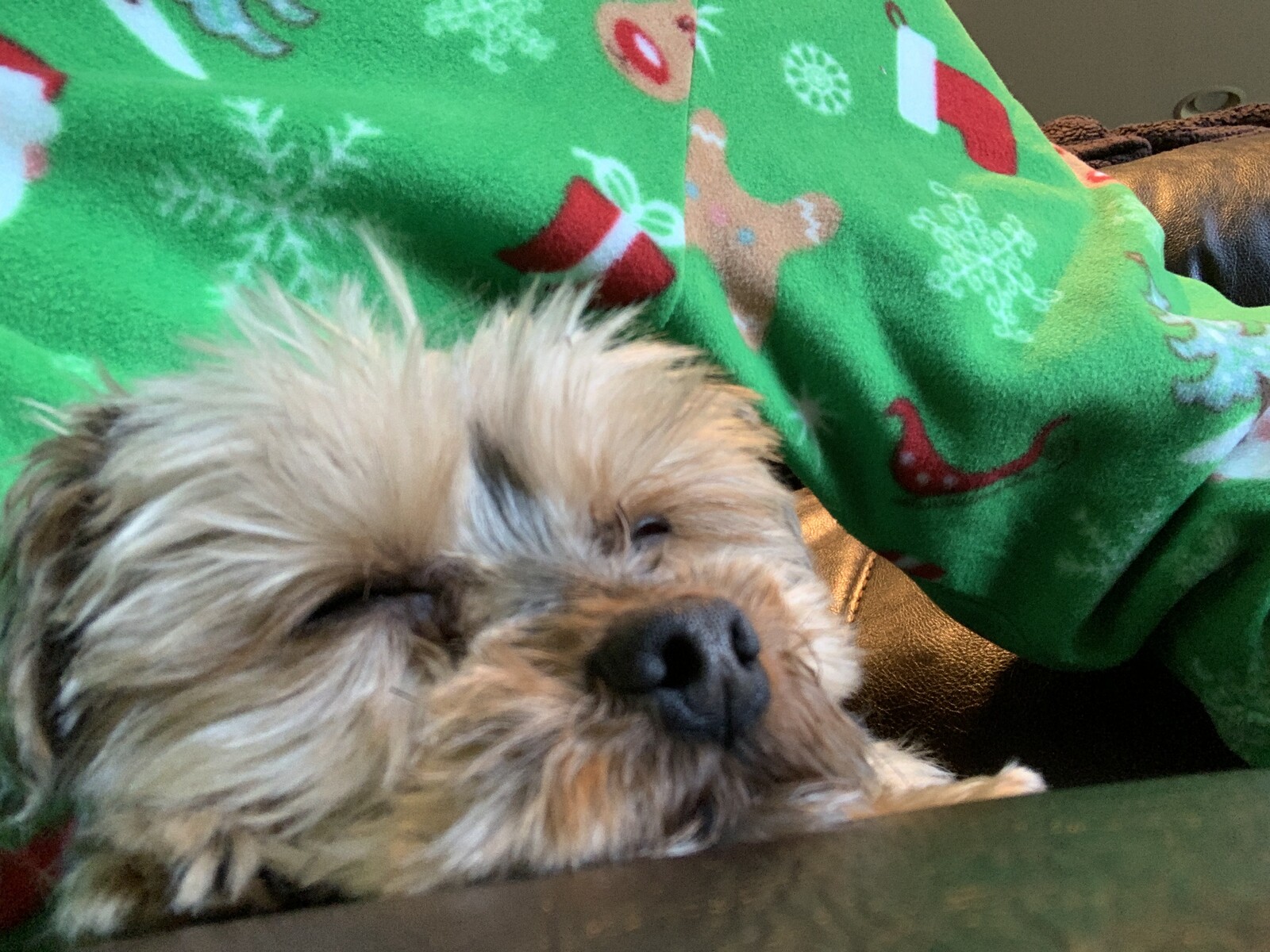 Anthony Beyer shares "Pup"