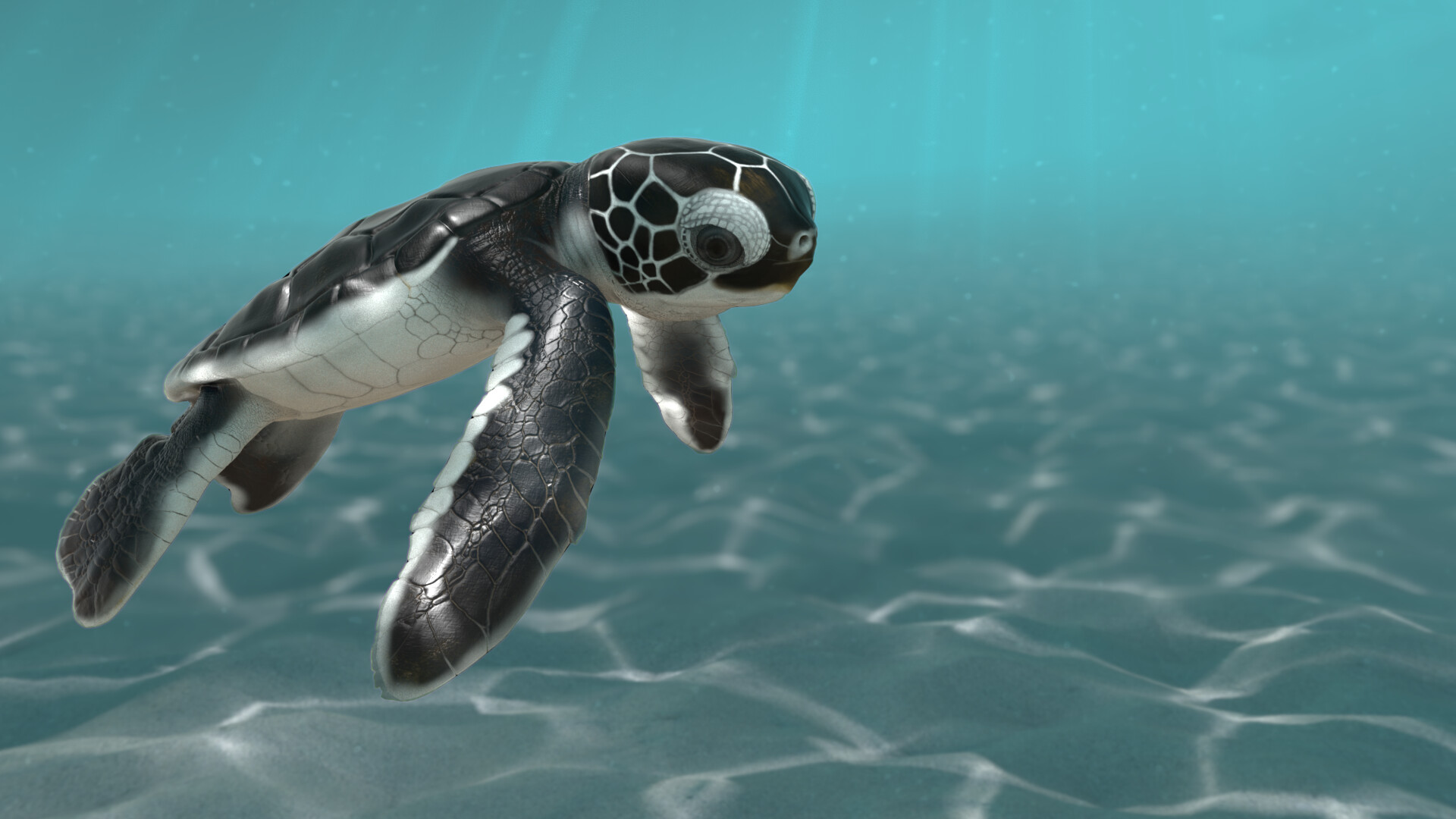 Artstation Baby Sea Turtle Stephanie Croall