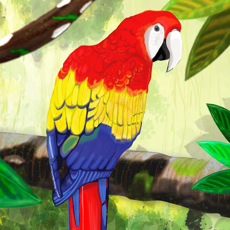 Macaw 