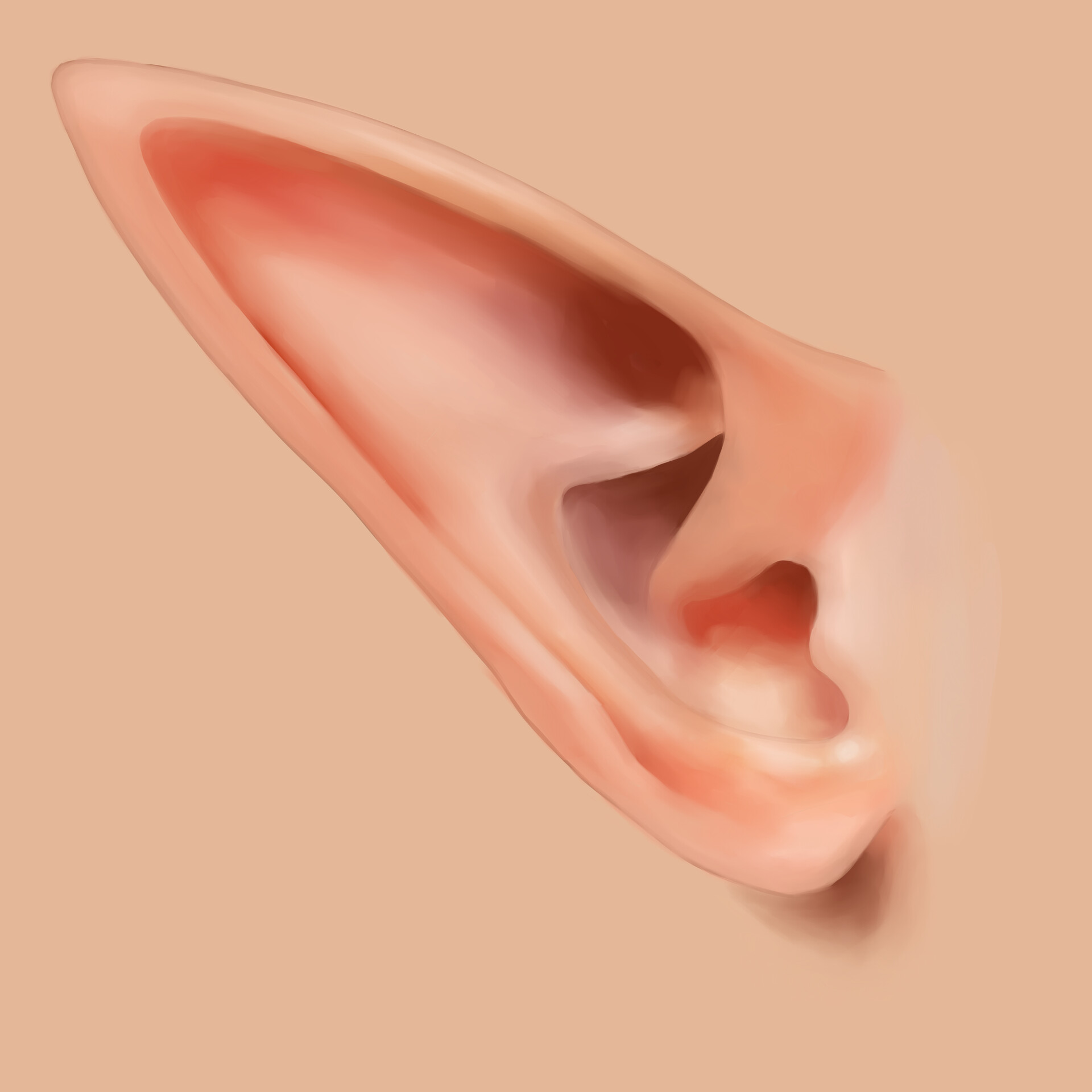 wallpapers How To Draw Elf Ears Step By Step ear practice marleen eijkemans