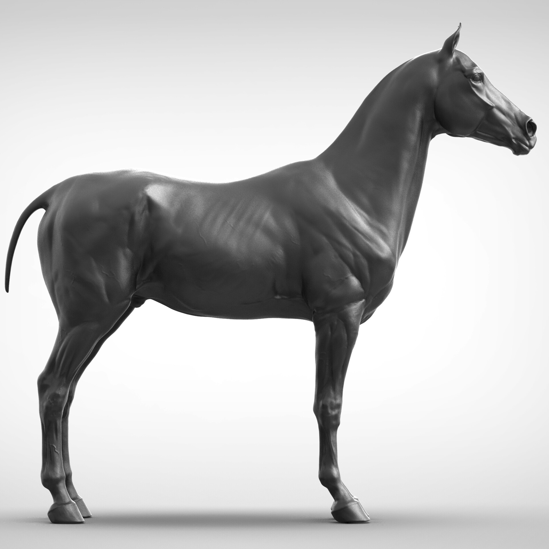 Horses model. Лошадь Zbrush. Лошадь 3д модель. Модель коня. Лошадь 3d модель.