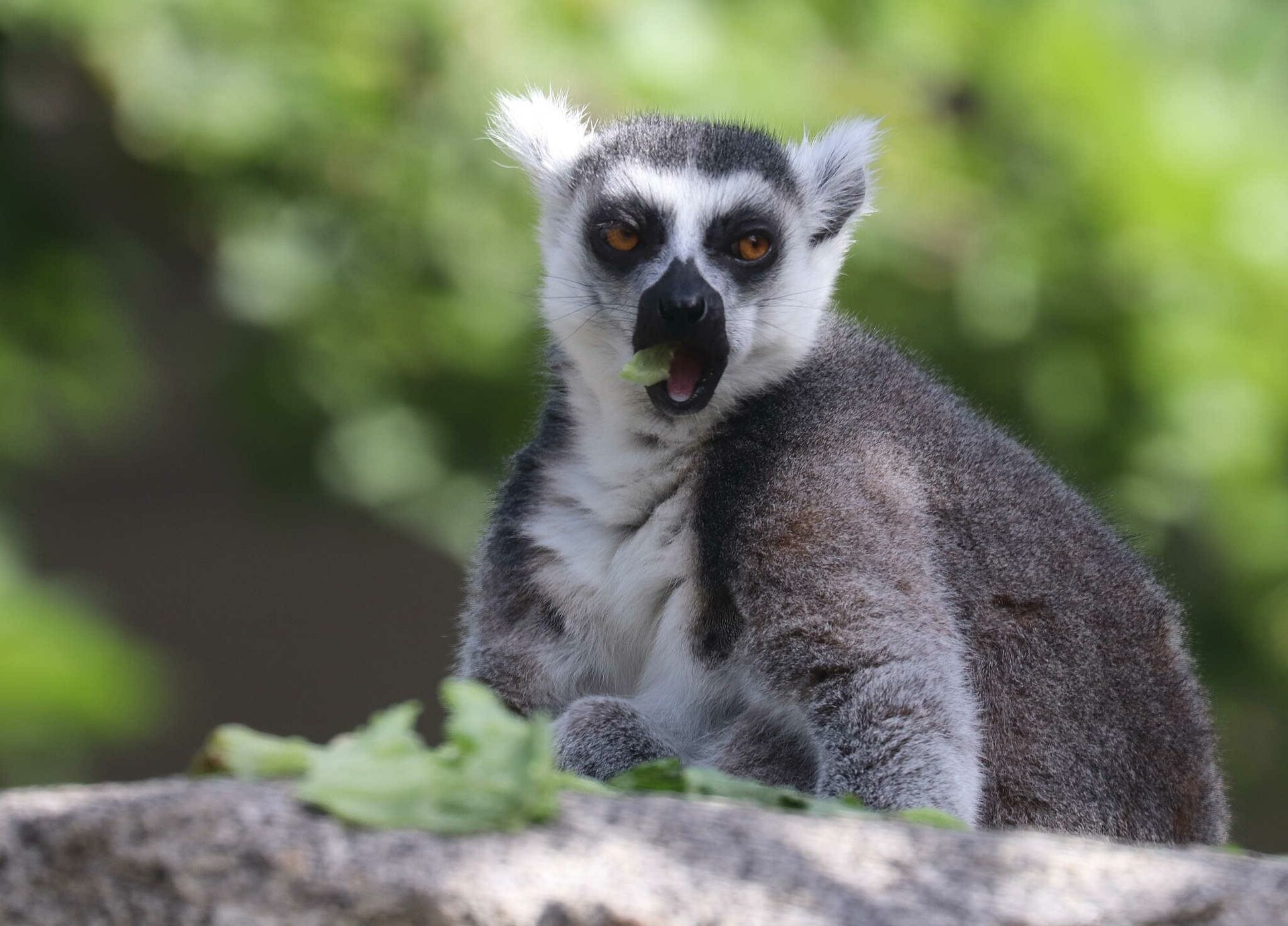 Artstation 211 Photos Of Ring Tailed Lemur Fotoref Com