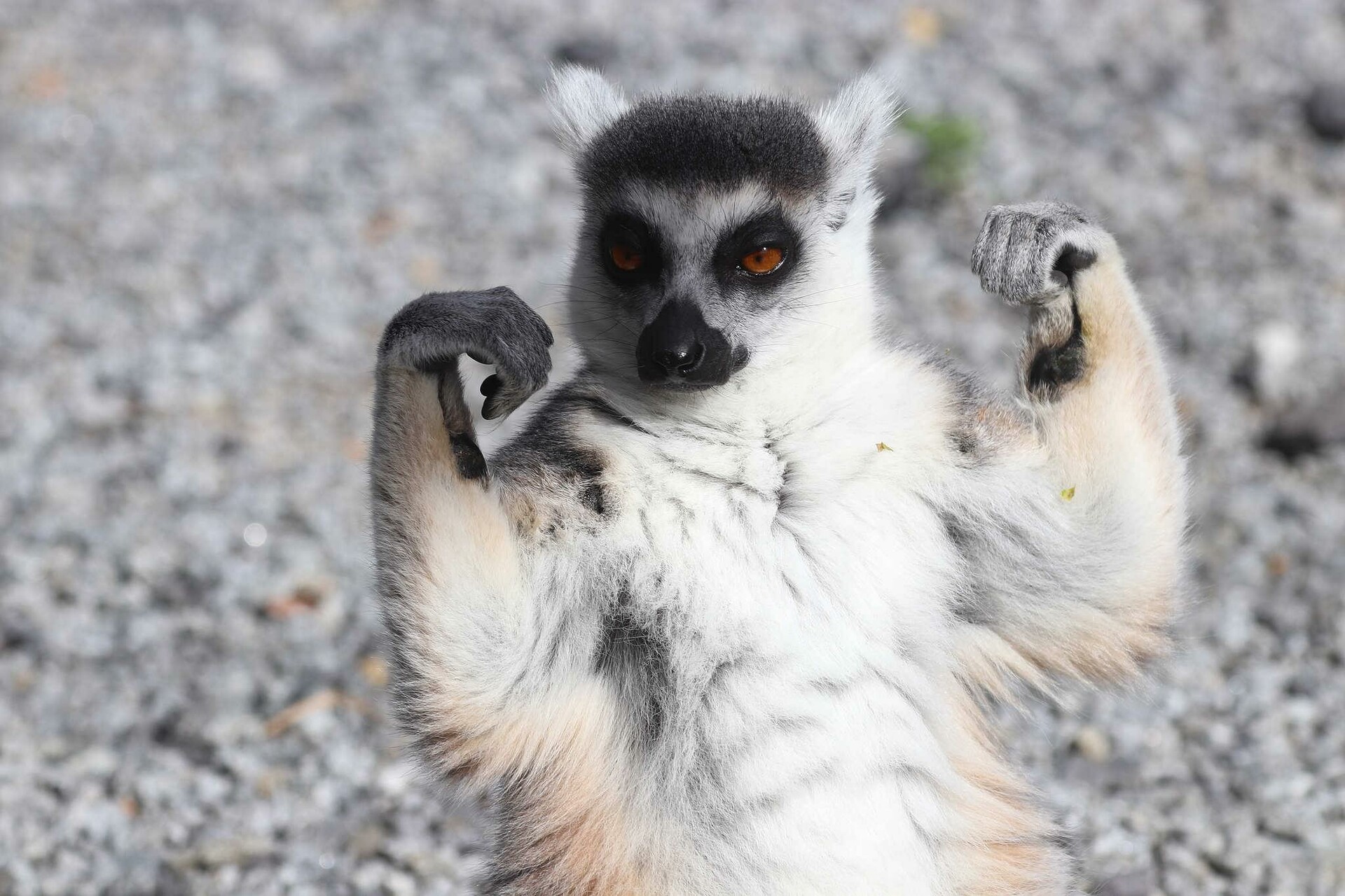 Artstation 211 Photos Of Ring Tailed Lemur Fotoref Com