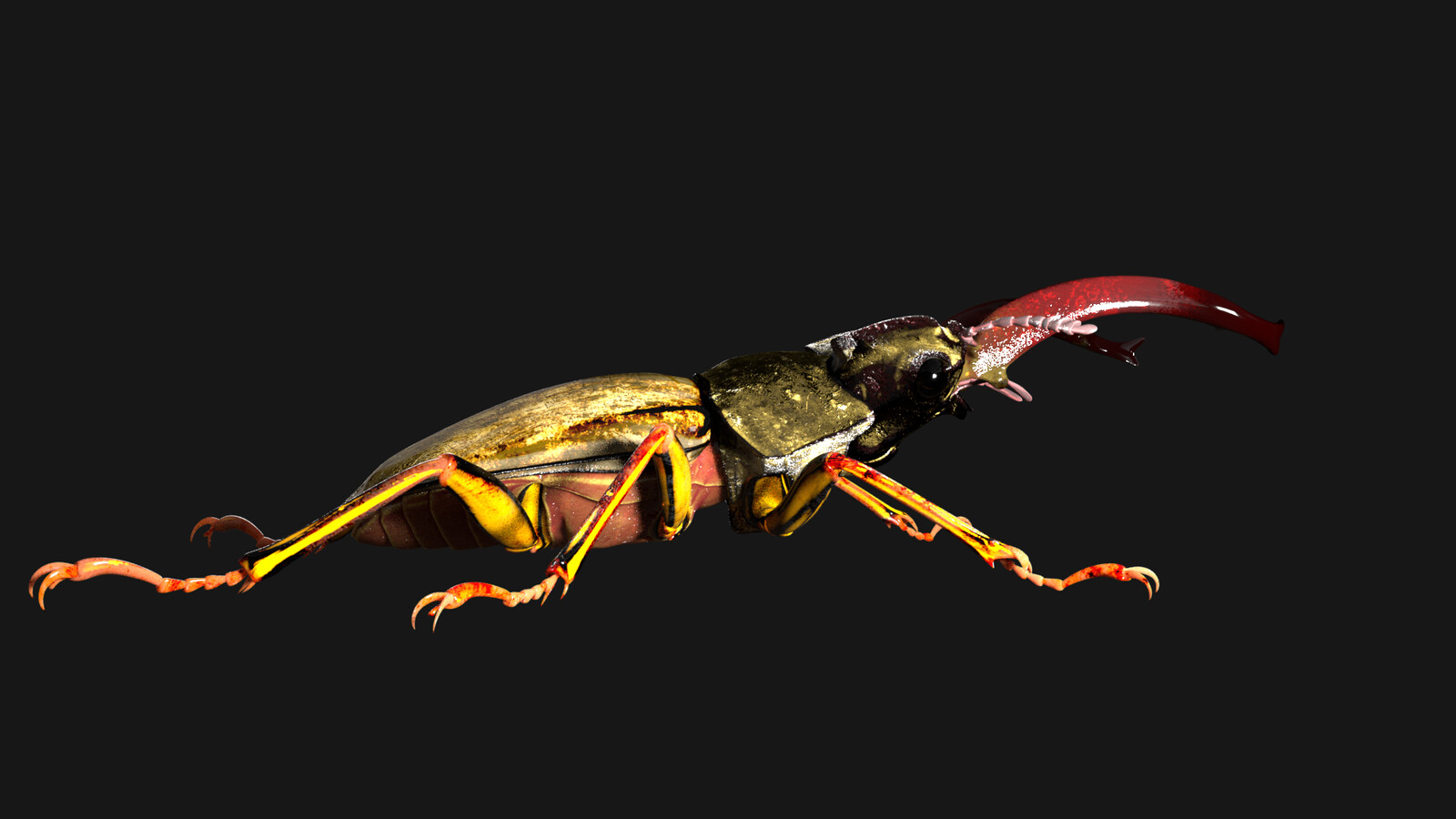 karim-lachaize-stag-beetle