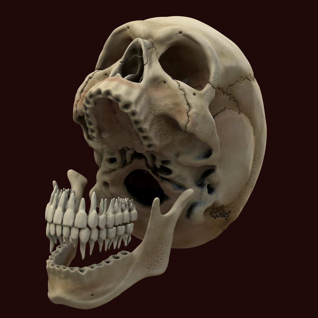 Рот скелета. Череп 3в анатомия. Череп сбоку без нижней челюсти анатомия.