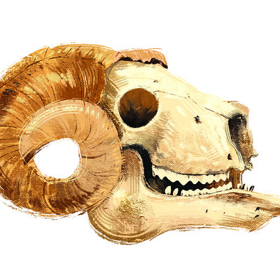 Parwinder singh big book of bones sample sheep skull