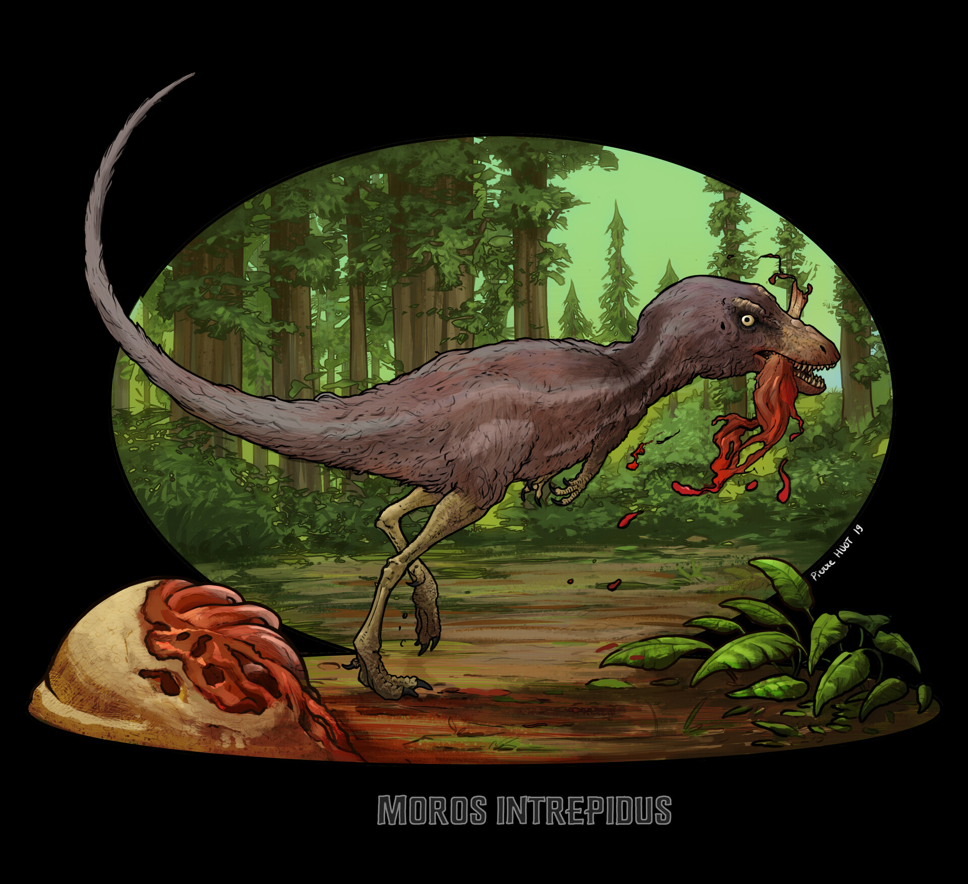 morusintrepidus