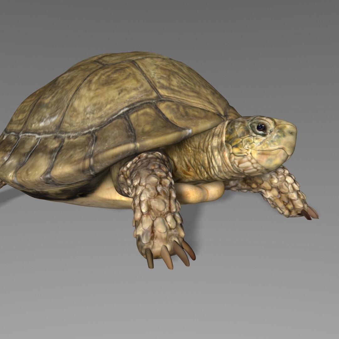 3 д черепаха. Черепаха 3d. Черепаха модель. Черепаха 3д модель. Черепашки 3д.
