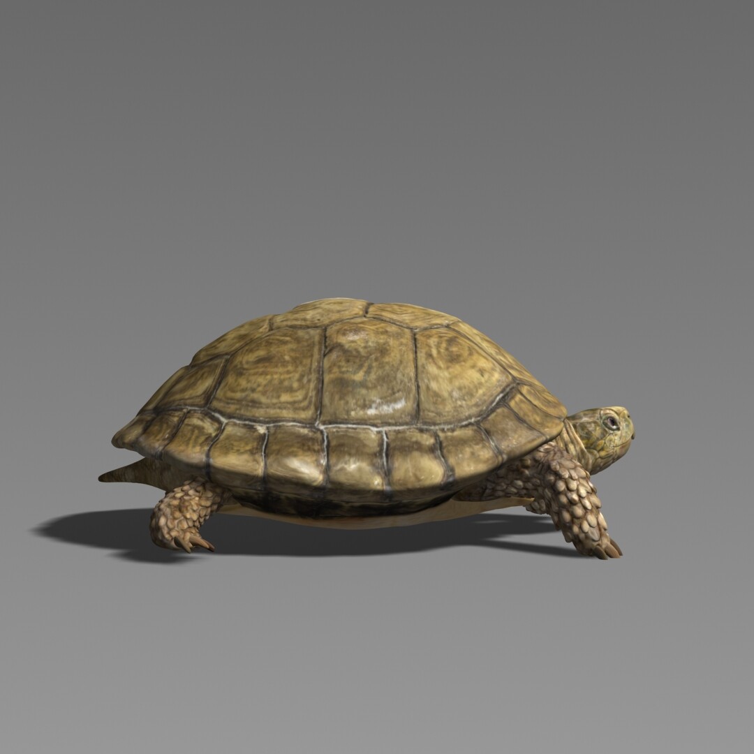 3 д черепаха. Черепаха Матурин. Черепаха 3д модель. Эльмунд черепаха. Черепаха 3д.