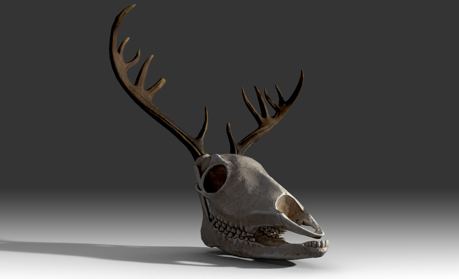 Deer Skull 3d Model