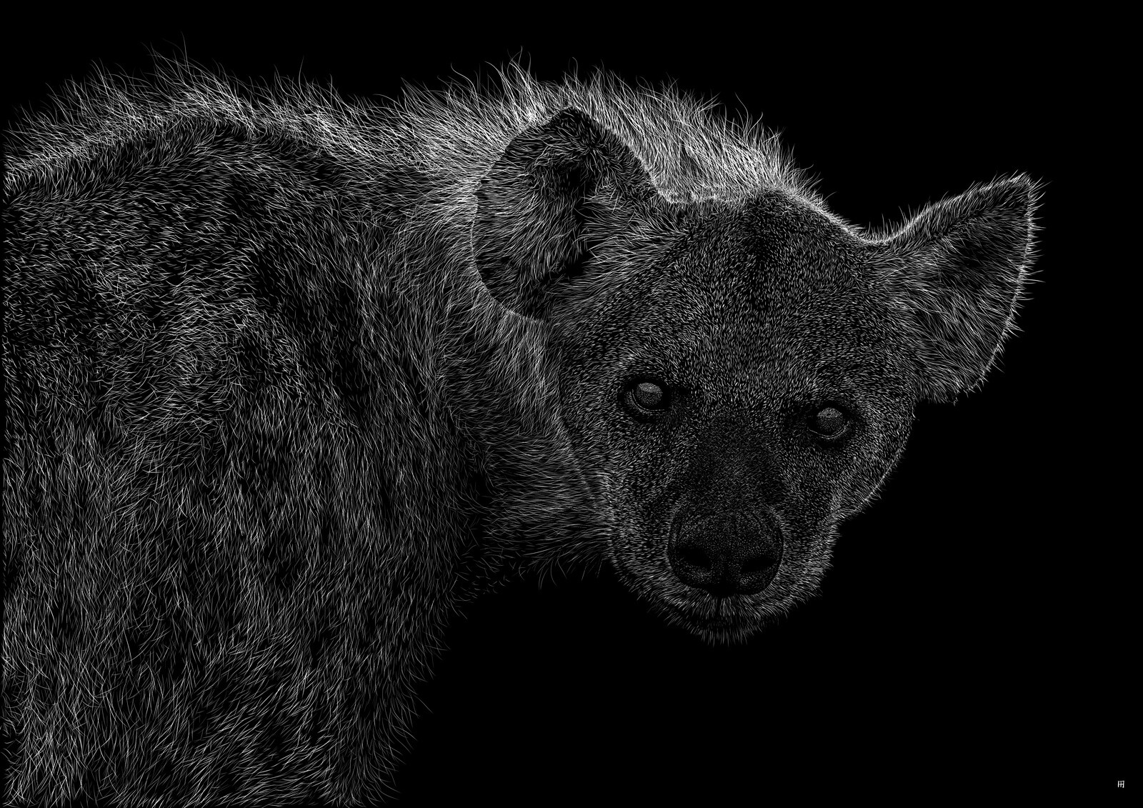 hyaenidae