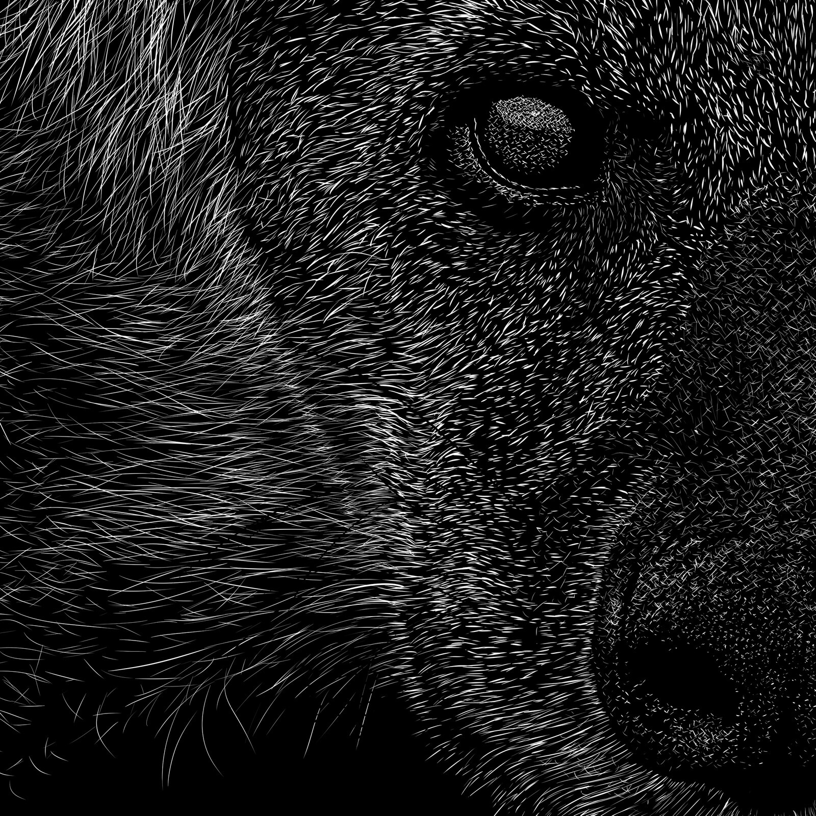 hyaenidae, eye-nose close-up
Digital scratchboard, feb. 2019