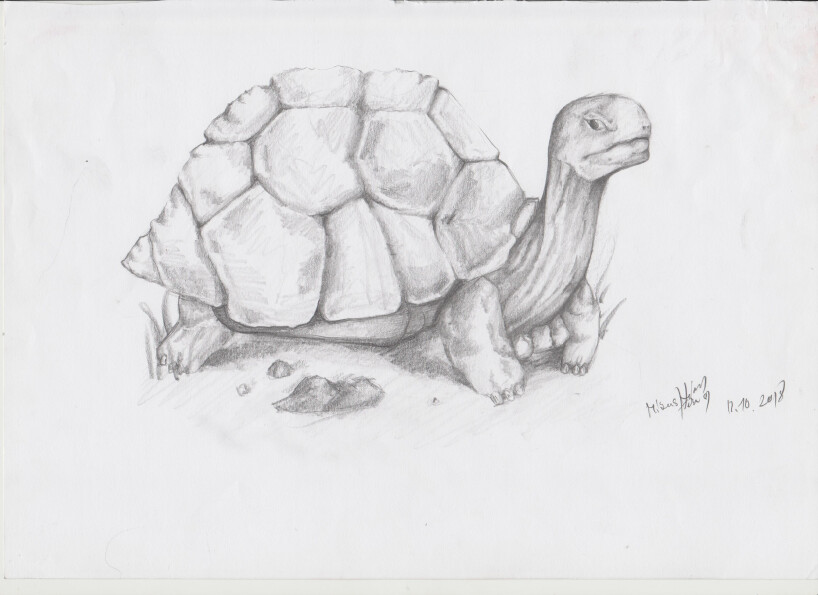 ArtStation - Turtle