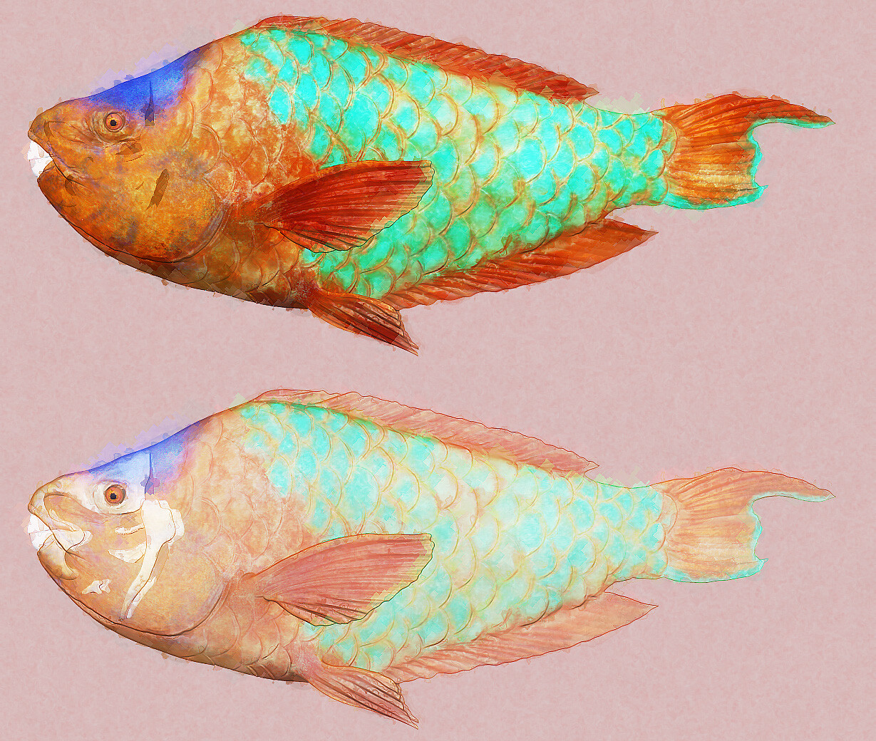 Rainbow Parrot fish. The skeletal structure is visible through the semi transparent body on the lower image. 
