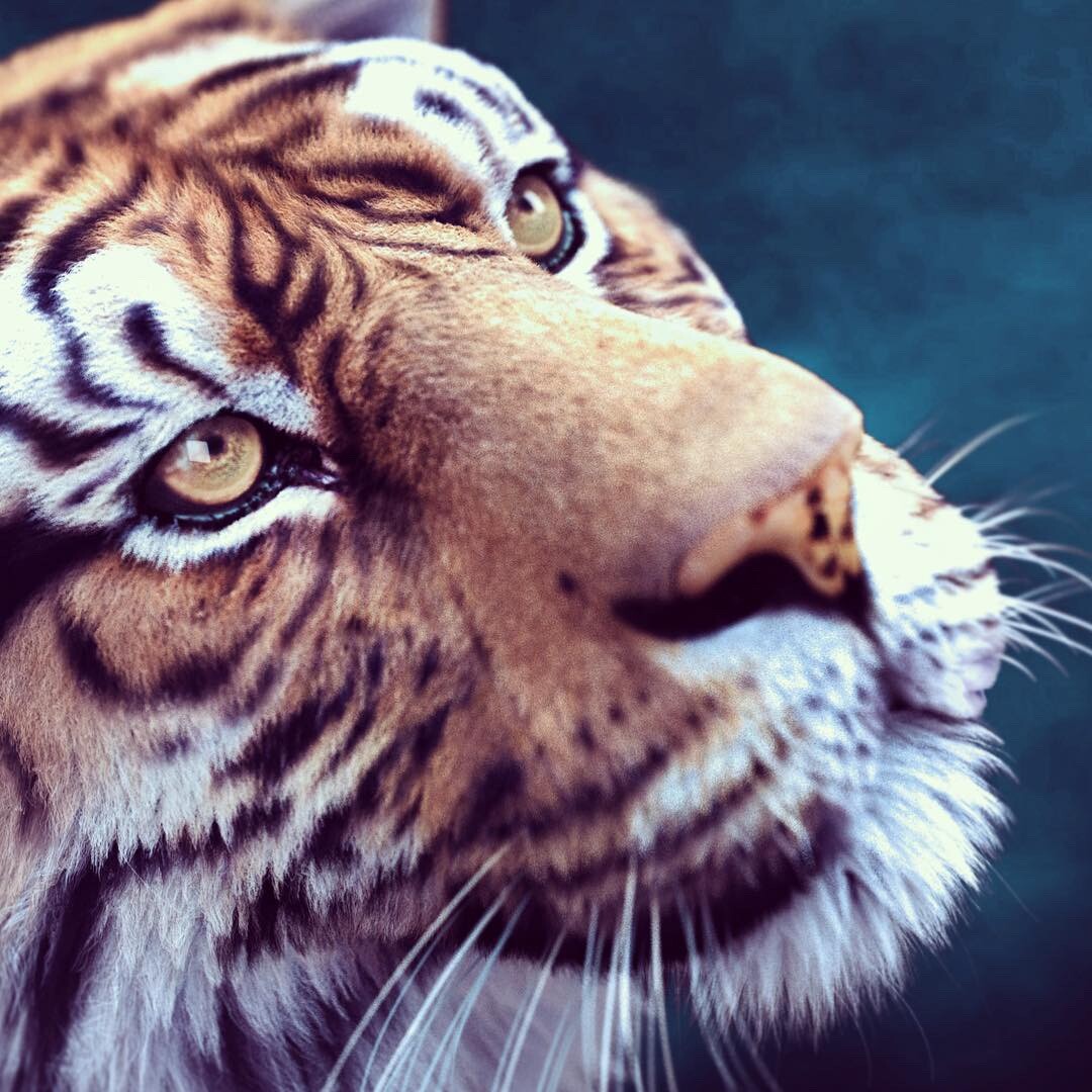 Tiger’s head