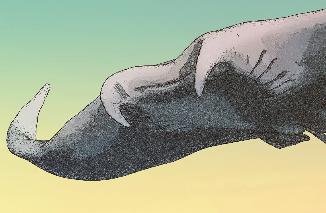 Hunter of the flying stingrays - Closeup 03