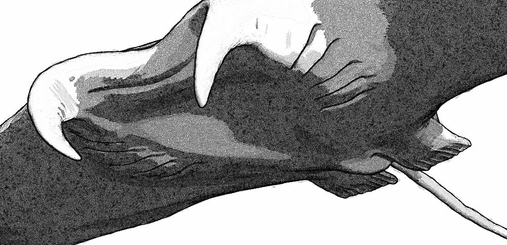 Hunter of the flying stingrays - Linework closeup 04