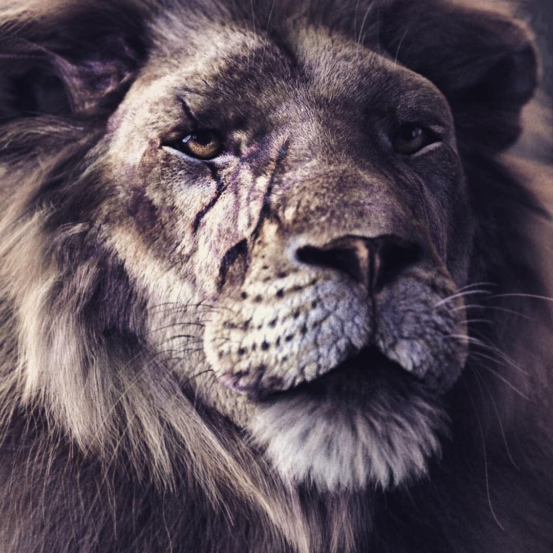 Lion ‘s Portrait